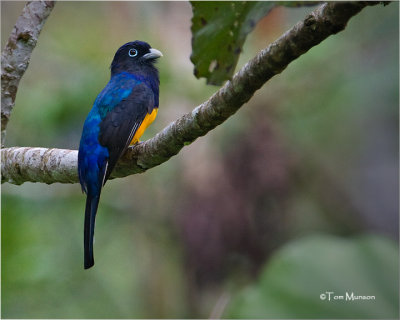  Amazonian White-tailed Trogon