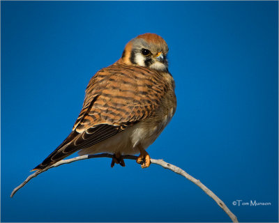  American Kestrel  (female)