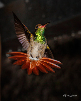  Rufous-tailed Hummingbird 