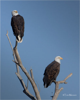  Bald Eagles