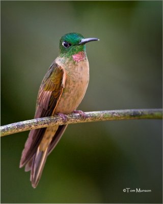  Fawn-breasted Brilliant