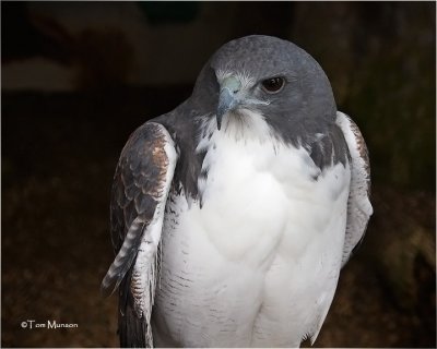  White-tailed Hawk   (captive)