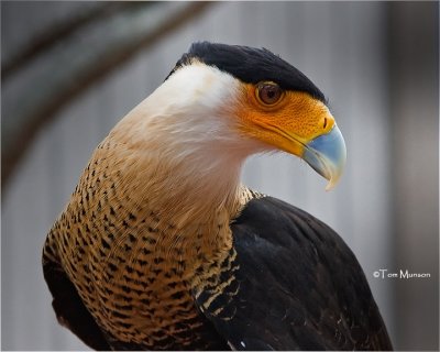  Northern Caracara (captive)