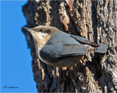  Pygmy Nuthatch