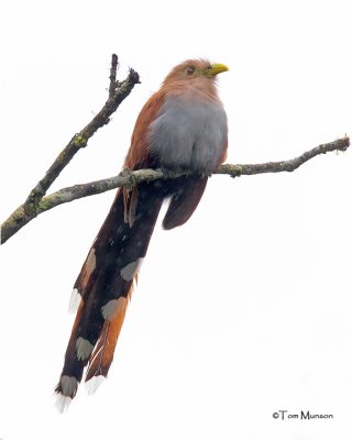  Squirrel Cuckoo