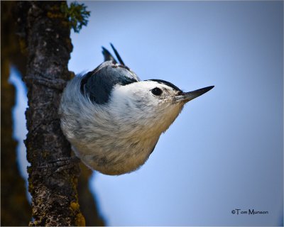  White-breasted Nuthatch