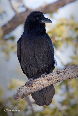 Common Raven