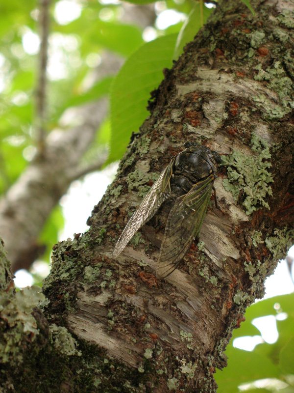 Buzzing cicada on a tree branch