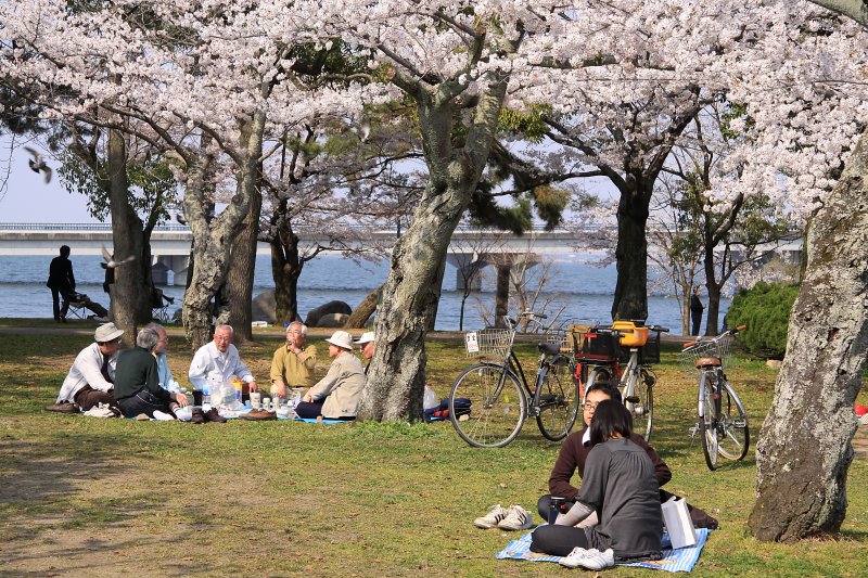 Hanami parties at Zezejōshi-kōen