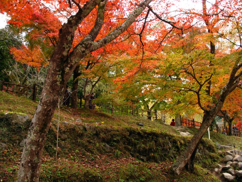 Trees beneath the main path