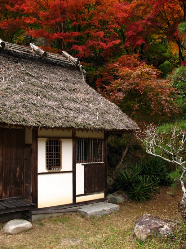 Teahouse beneath red maples