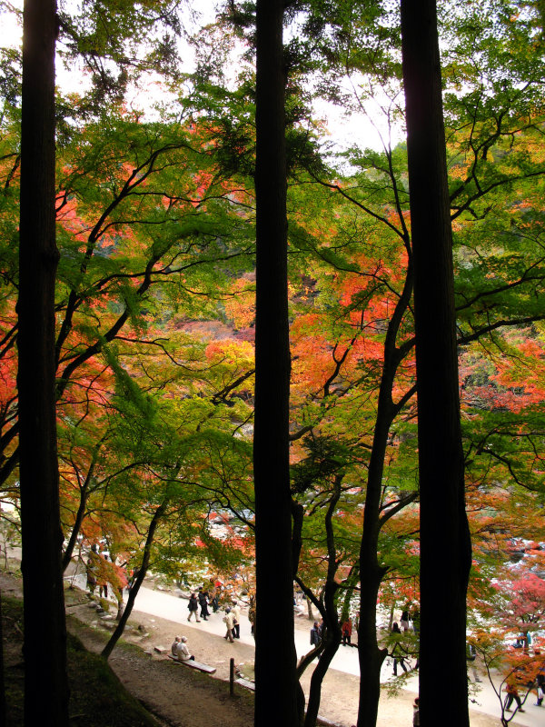 Amidst the trees