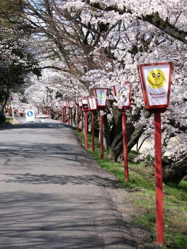 Hanami lanterns and sakura trees
