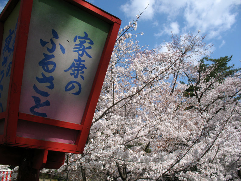 Lantern and sakura trees