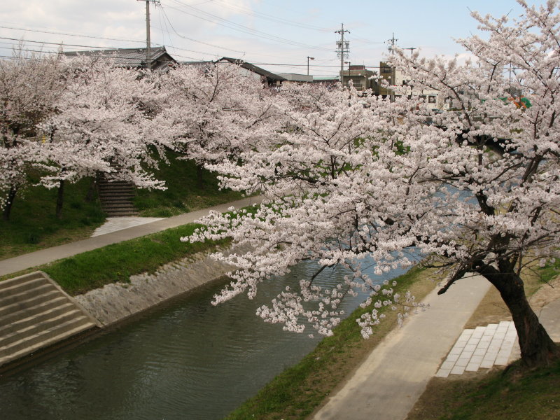Sakura overhanging the Iga-gawa canal