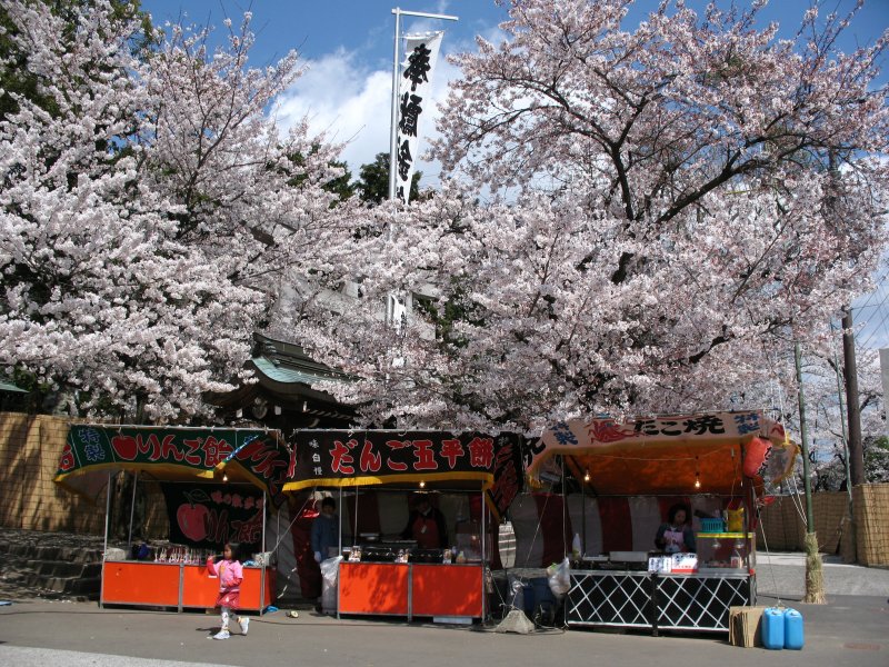 Yatai beneath the sakura