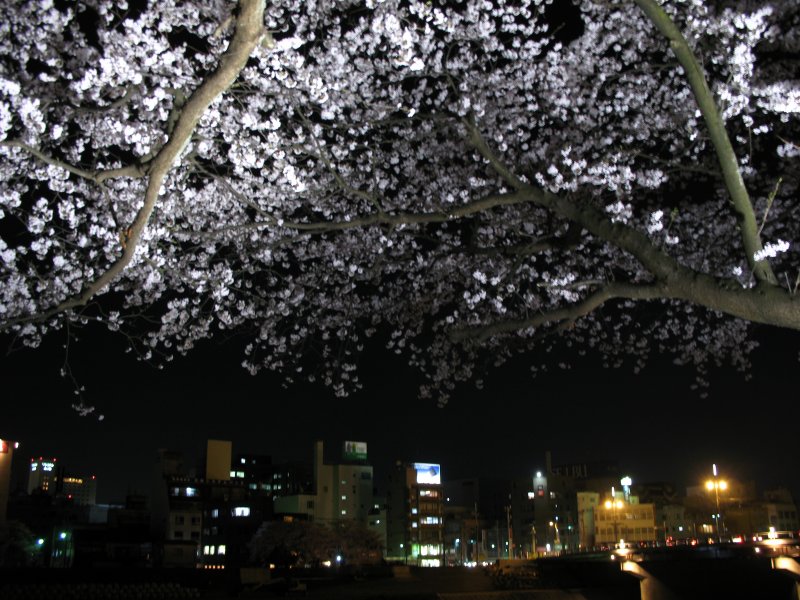 City lights and illuminated blossoms