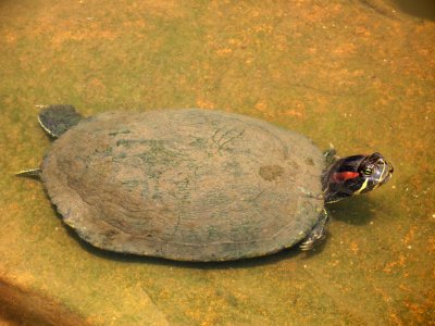 Curious local turtle, Shukkei-en