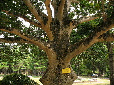 Surviving tree from the atomic bombing