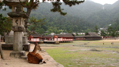 A lazy deer enjoys the view