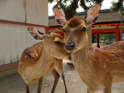Cuddling pair of deer