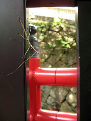 Praying mantis outside a temple building