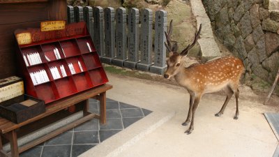 Young stag outside Reika-dō on Misen