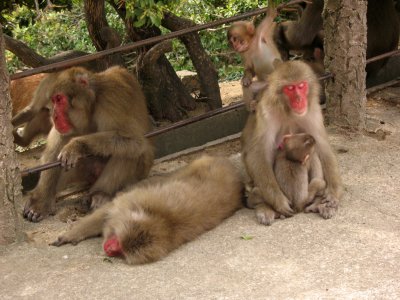 Family of Japanese macaques on Misen