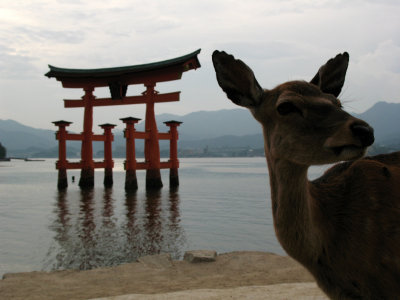 Doe just offshore from the torii