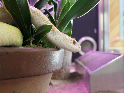 Iwakuni albino snake