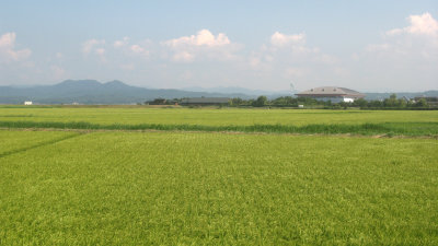 Rice fields in the rural north of Shinji-ko