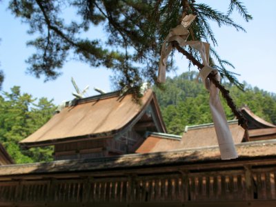 Omikuji on a branch off the Honden