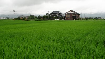 Rice paddies near Yoshinogari station