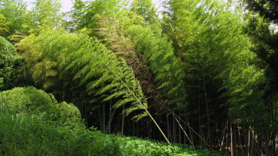 Leaning bamboo