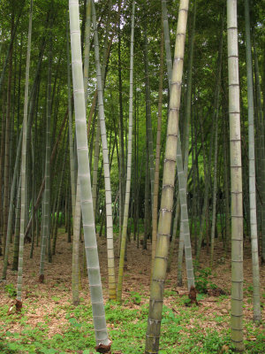 View through the bamboo forest