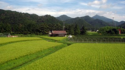 Rice fields in rural Yamaguchi