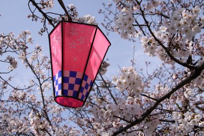 Pink hanami lantern at Odawara-kōen