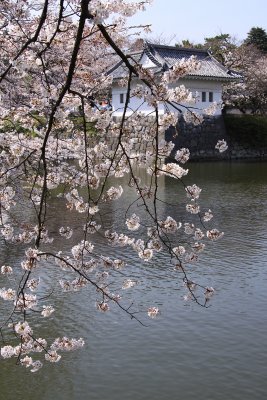Cherry blossoms and castle turret