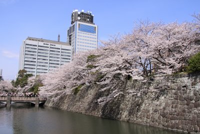 Sakura along the outer moat