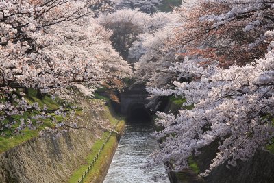 Sakura around the Biwa-ko Canal entrance
