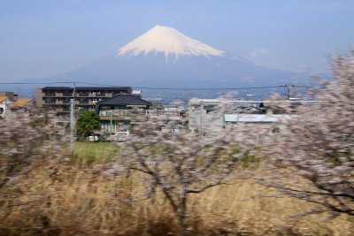 Spring cherry blossoms blurring past Fuji