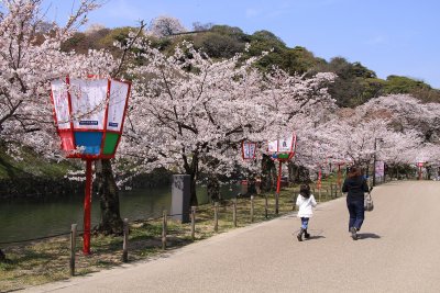 Sakura along the inner moat