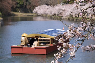 Yakata-bune and cherry blossoms