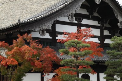 Autumn leaves against the Zen-dō, Tōfuku-ji