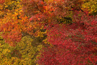 Autumn colors trifecta, Tōfuku-ji