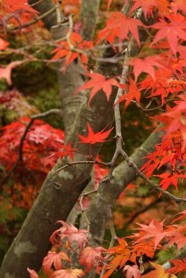 Red maple leaves against a branch, Tōfuku-ji