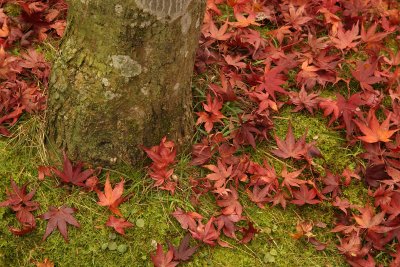 Fallen leaves and moss beside a tree trunk