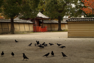 Scrounging crows in the temple grounds, Tō-ji
