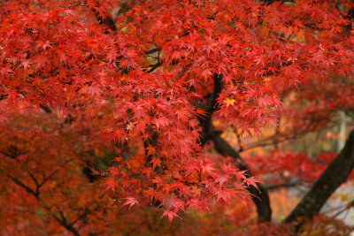 Rain-covered maple leaves at Kiyomizu-dera