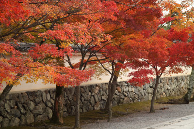 Japanese maples and temple wall, Tenryū-ji